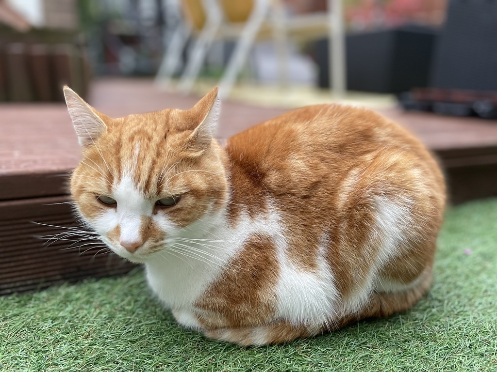 A ginger cat sitting in a way that resembles a bread loaf